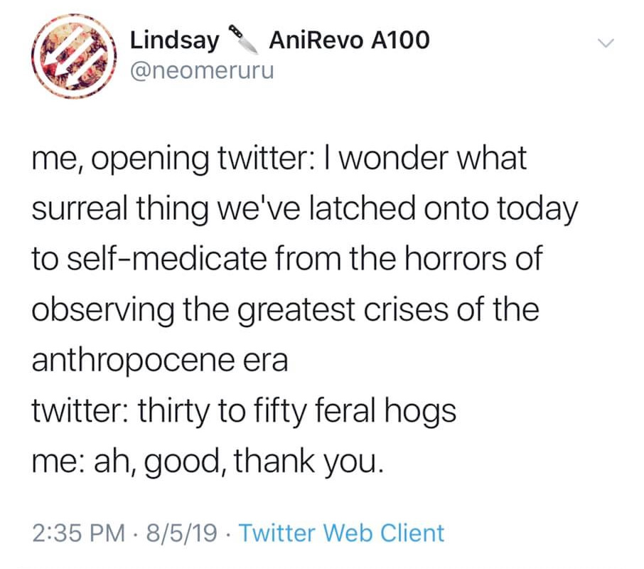 30-50 Feral Hogs meme