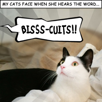 My cat's face when she hears...