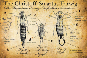 Christoff Smartus earwig (personal joke)